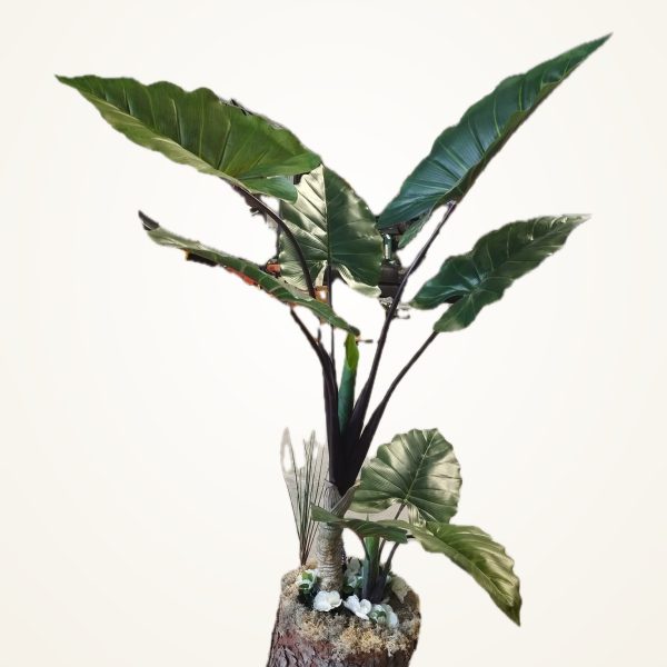Combinación 2 · Alocasia, vista completa