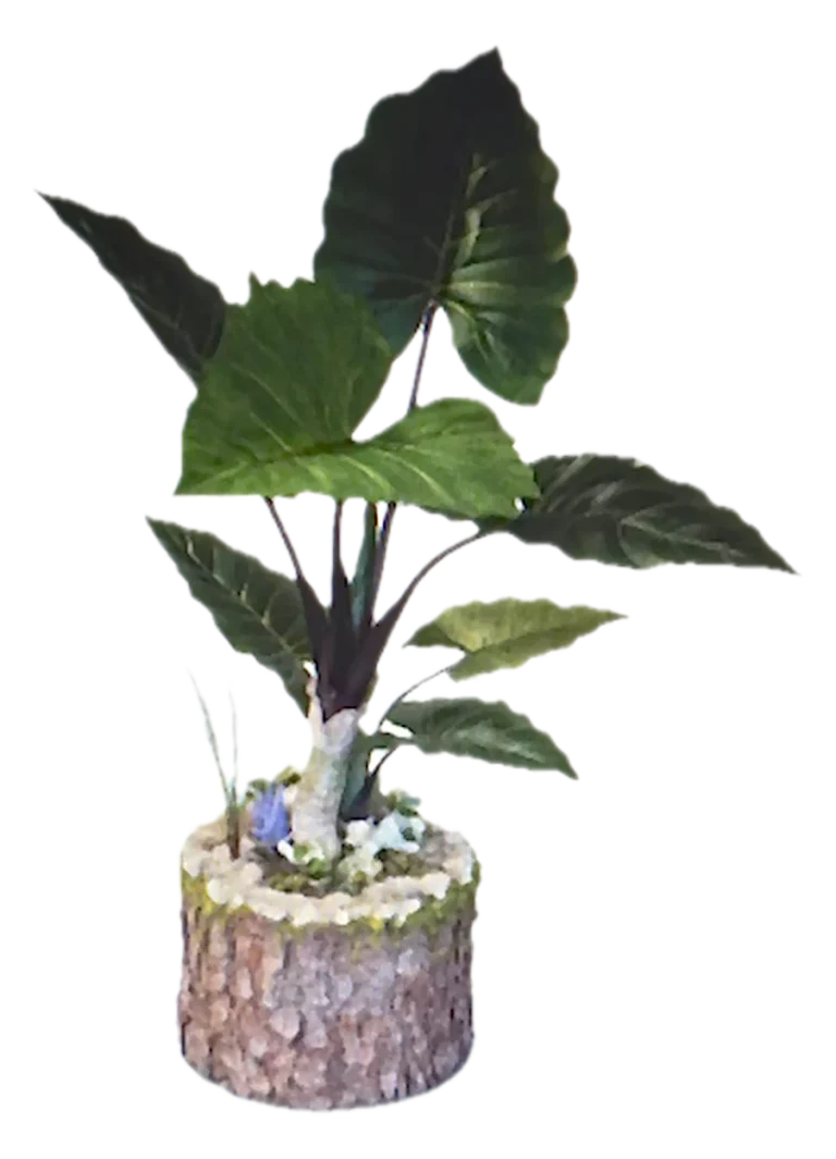 Combinación 2: Alocasia artificial sobre tronco de pino piñonero