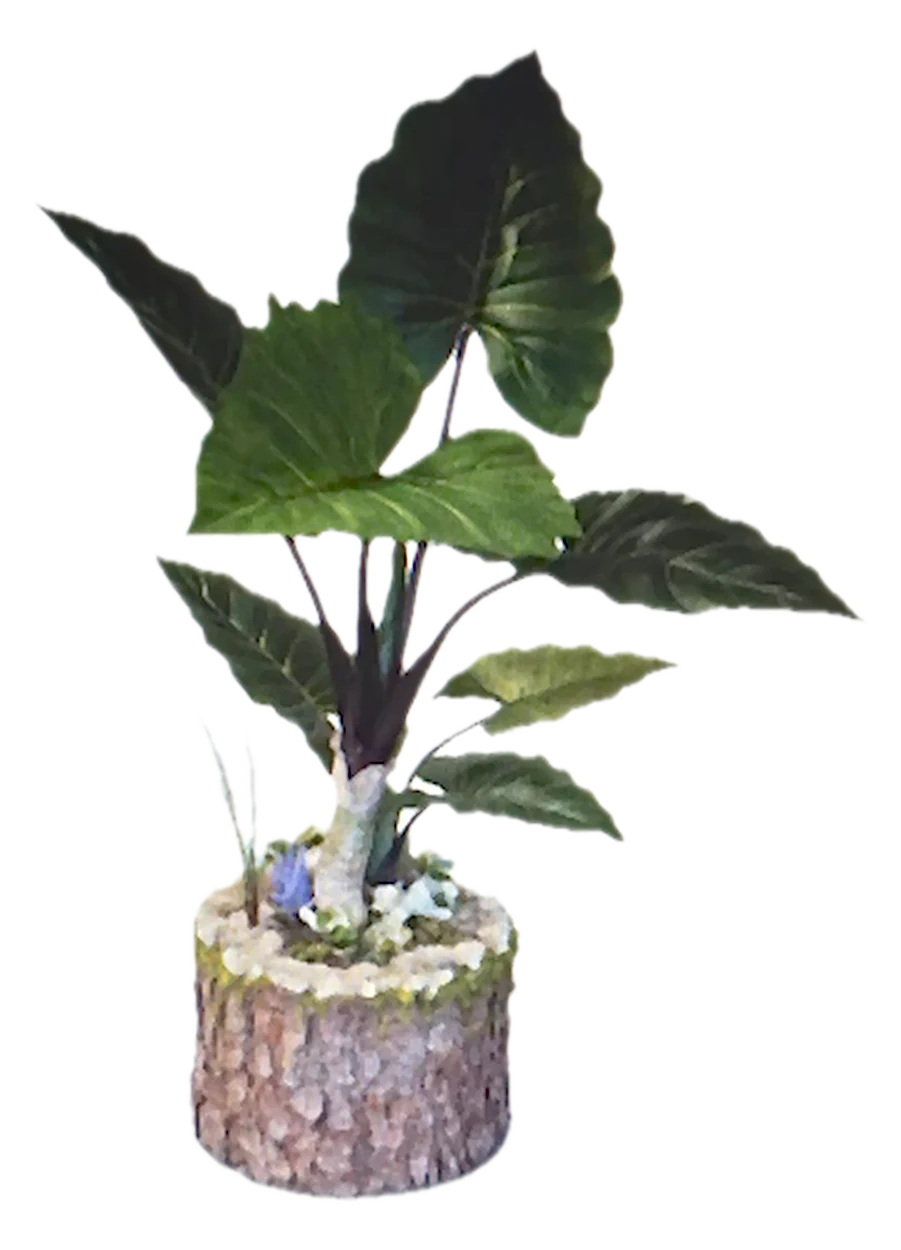 Combinación 2: Alocasia artificial sobre tronco de pino piñonero